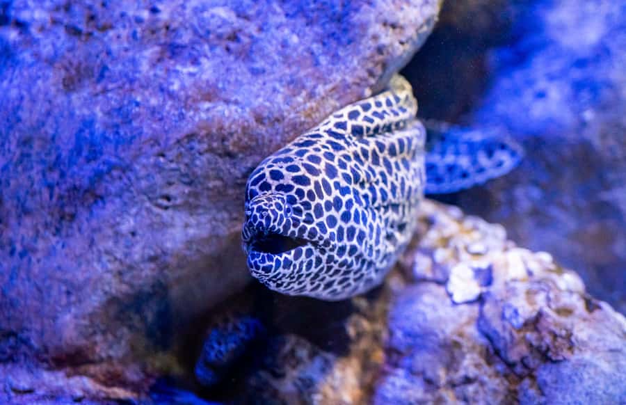 AquaRio and Olympic Boulevard Small Group Tour - Key things to know before you go