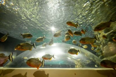 AquaRio and Olympic Boulevard Small Group Tour - Main tank magic: 3.3 million liters and the biggest “wow” stop
