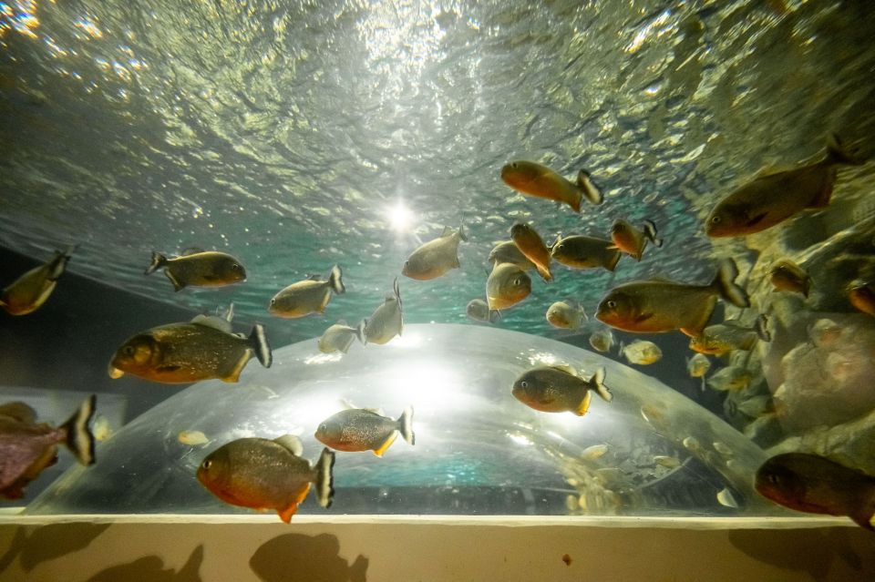 AquaRio and Olympic Boulevard Small Group Tour - Price and value at about $65: what you’re really paying for