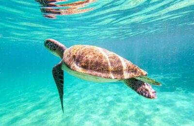 From Rio de Janeiro: Angra dos Reis & Ilha Grande Day Tour - Pickup and transit from Ipanema, Copacabana, and Leblon