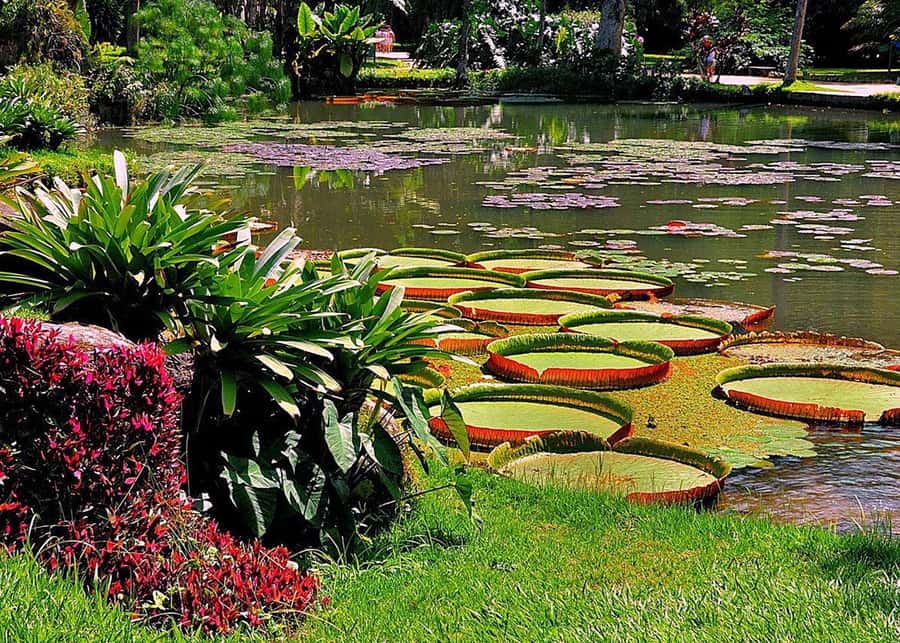 Green Rio: Guided Tour of Botanical Garden and Lage Park - What to Pack and How to Behave in Rio’s Gardens