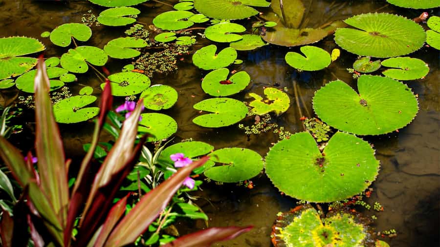 Jeep'n'Green: Rio Botanical Garden & Tijuca Rainforest Tour - Vista Chinesa: the pagoda-style view with a weekend limitation