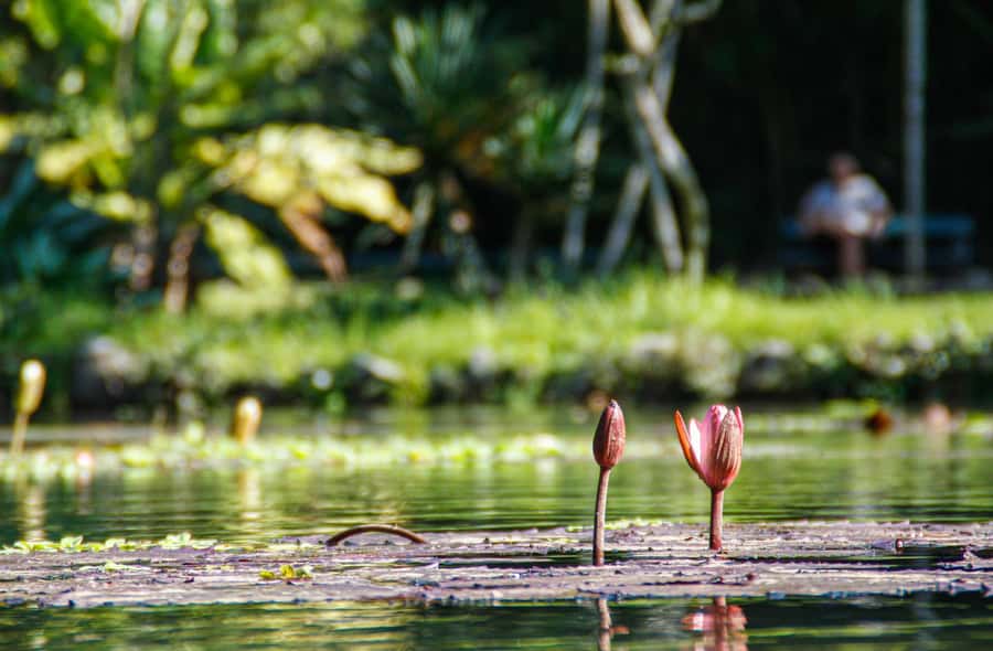 Jeep'n'Green: Rio Botanical Garden & Tijuca Rainforest Tour - Price and value: what $95 per person is buying you