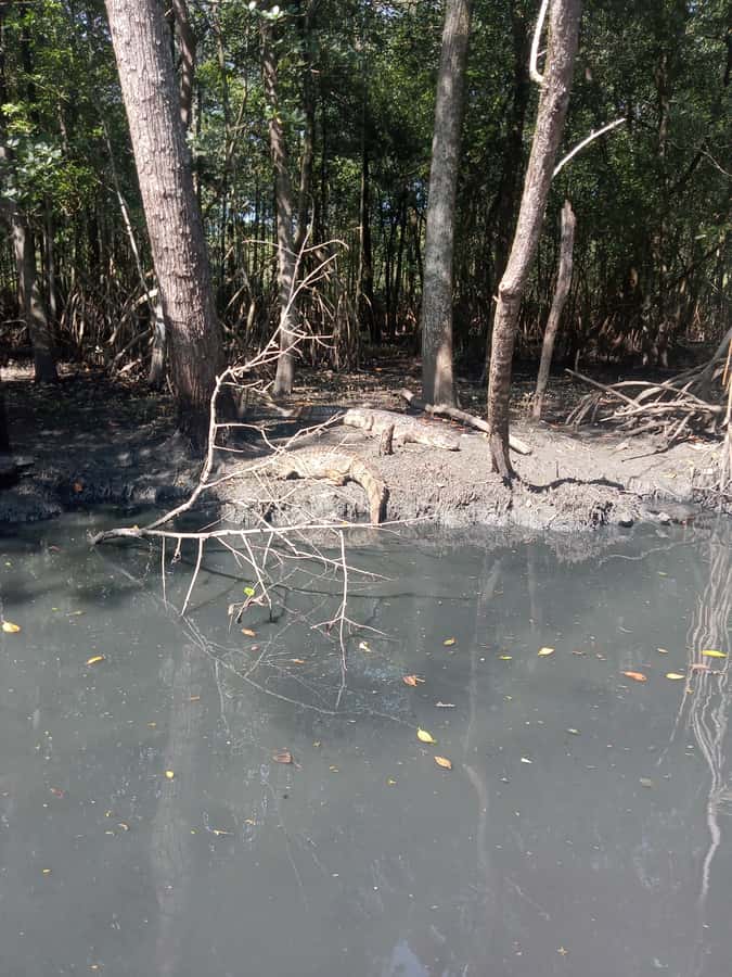 Pantanal of Rio de Janeiro - Timing, Communication, and What to Do if Things Run Late