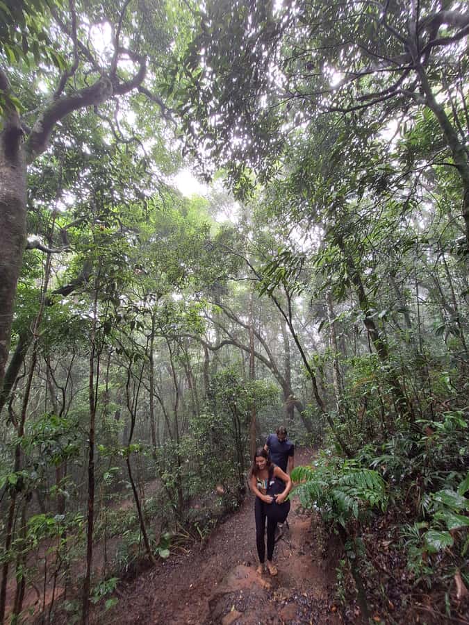 Pedra Bonita Trail: The easiest trail with a beautiful view of Rio - Wildlife Moments, Bug Checks, and Staying Calm