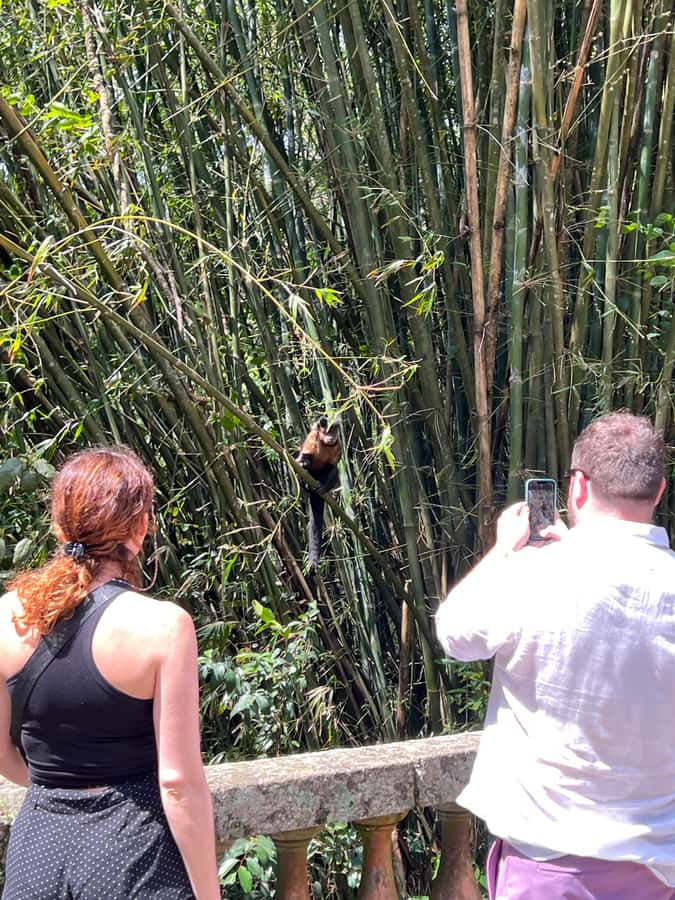 Private Tijuca Forest & Botanical Garden Guided Tour - Key Things to Know Before You Go