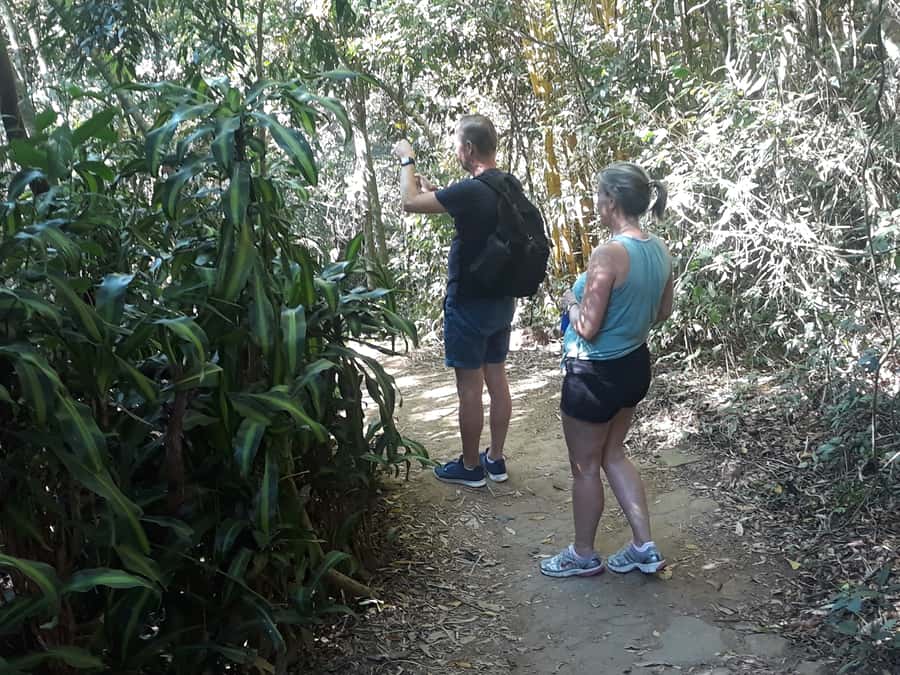 Private Tijuca Forest & Botanical Garden Guided Tour - Private Transport, Hotel Pickup, and How the Day Feels