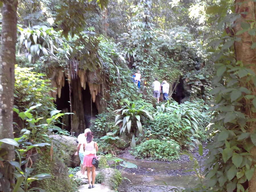 Private Tijuca Forest & Botanical Garden Guided Tour - When Vehicle Access Changes: Managing the One Real Risk