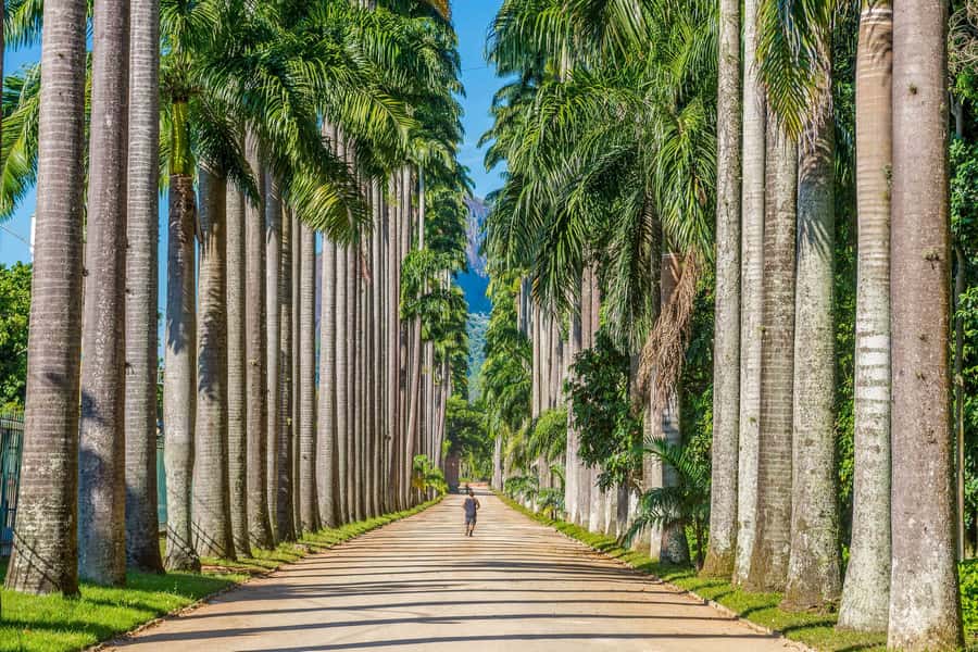Rio: Botanical Garden, Tijuca Forest, and Parque Lage Tour - What to bring so the day stays comfortable