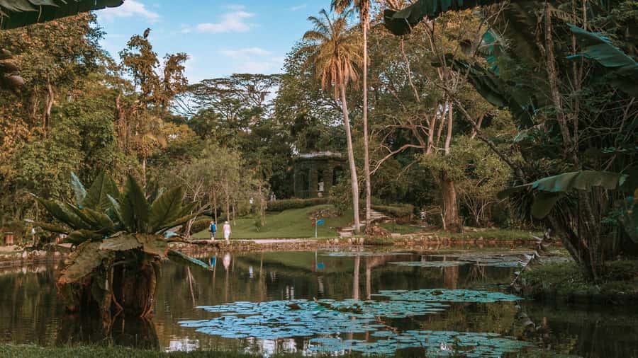 Rio de Janeiro: 4-Hour Botanical Garden & Tijuca Forest Tour - A 4-Hour Plan to See Rio’s Green Core