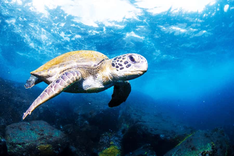 Rio de Janeiro: Arraial do Cabo Scuba Diving Day Trip - Underwater sessions: what you’ll get based on certification and comfort
