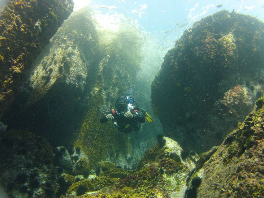 Rio de Janeiro: Arraial do Cabo Scuba Diving Day Trip - Snorkeling, wildlife, and what the Atlantic is likely to show you
