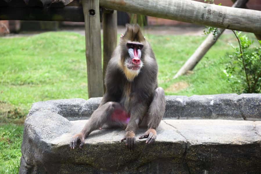 Rio de Janeiro: BioParque Guided Tour with Transfer - Key things that make this tour worth your time