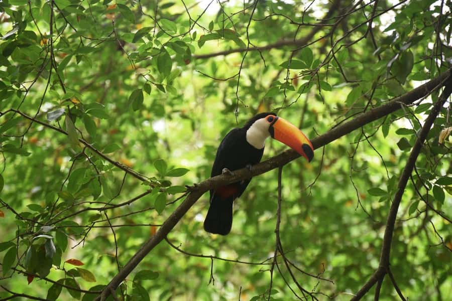 Rio de Janeiro: BioParque Guided Tour with Transfer - Inside BioParque: 51 enclosures and 140+ species, with a guide to make it click