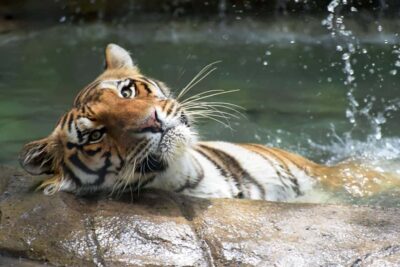 Rio de Janeiro: BioParque Guided Tour with Transfer - The 4-hour plan: hotel pickup to guided enclosures and back