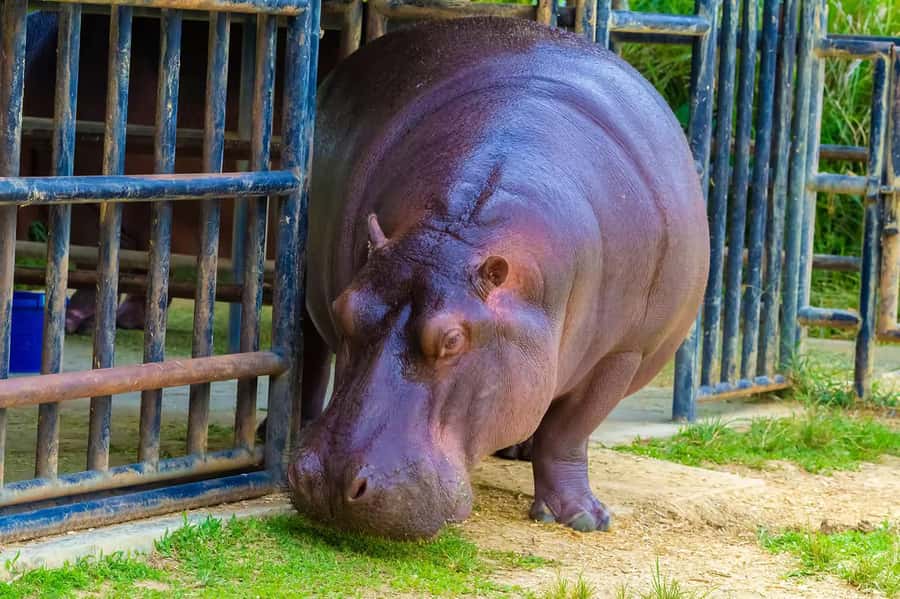 Rio de Janeiro: BioParque Guided Tour with Transfer - Guide quality: when the commentary is the difference