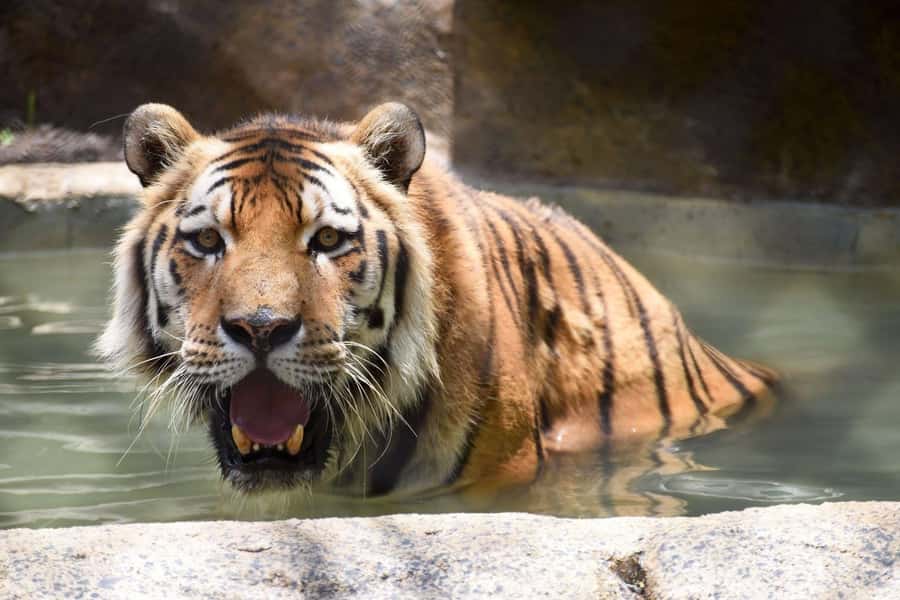 Rio de Janeiro: BioParque Guided Tour with Transfer - Who this tour suits best (and who might want to think twice)