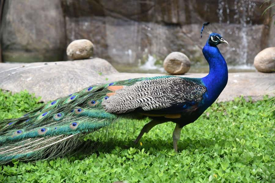 Rio de Janeiro: BioParque Guided Tour with Transfer - Should you book the Rio de Janeiro BioParque guided tour with transfer?