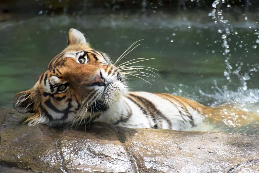 Rio de Janeiro: BioParque Guided Tour with Transfer - The 4-hour plan: hotel pickup to guided enclosures and back