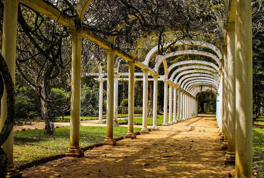Rio de Janeiro: Botanical Garden Guided Visit - Key Things You’ll Enjoy Most