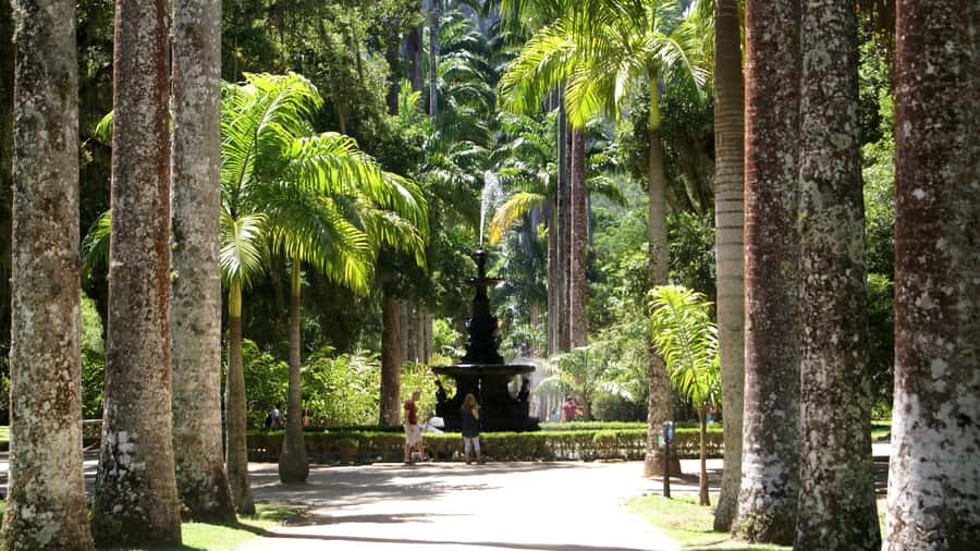 Rio de Janeiro: Botanical Garden Guided Visit - Practical Tips for a Comfortable Botanical Garden Walk