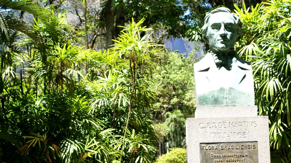 Rio de Janeiro: Botanical Garden Guided Visit - Avenue of Royal Palms: A Signature Stroll With Real Photogenic Payoff