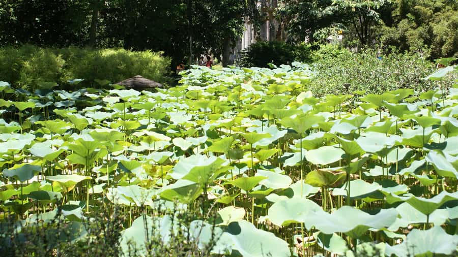 Rio de Janeiro: Botanical Garden Guided Visit - Japanese Garden Serenity: Where the Tour Turns Quiet