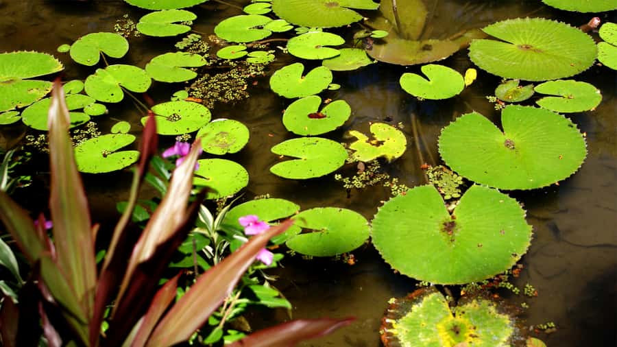 Rio de Janeiro: Botanical Garden Guided Visit - Price and Value: Is $83 a Fair Deal for a 4-Hour Guided Plan?