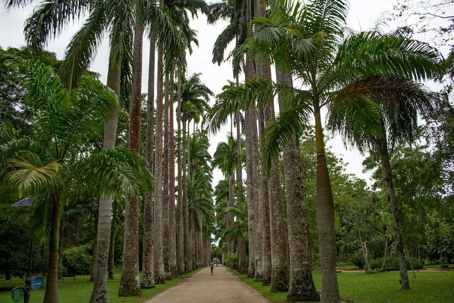 Rio de Janeiro: Botanical Garden & Tijuca Forest Guided Tour - FAQ