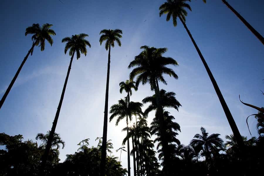 Rio de Janeiro: Botanical Garden & Tijuca Forest Guided Tour - Should you book the Rio Botanical Garden & Tijuca Forest jeep tour?