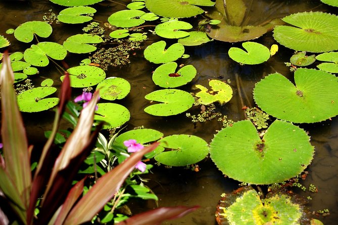 Rio de Janeiro Botanical Garden Tour - Price and Value: What $81.35 Buys You