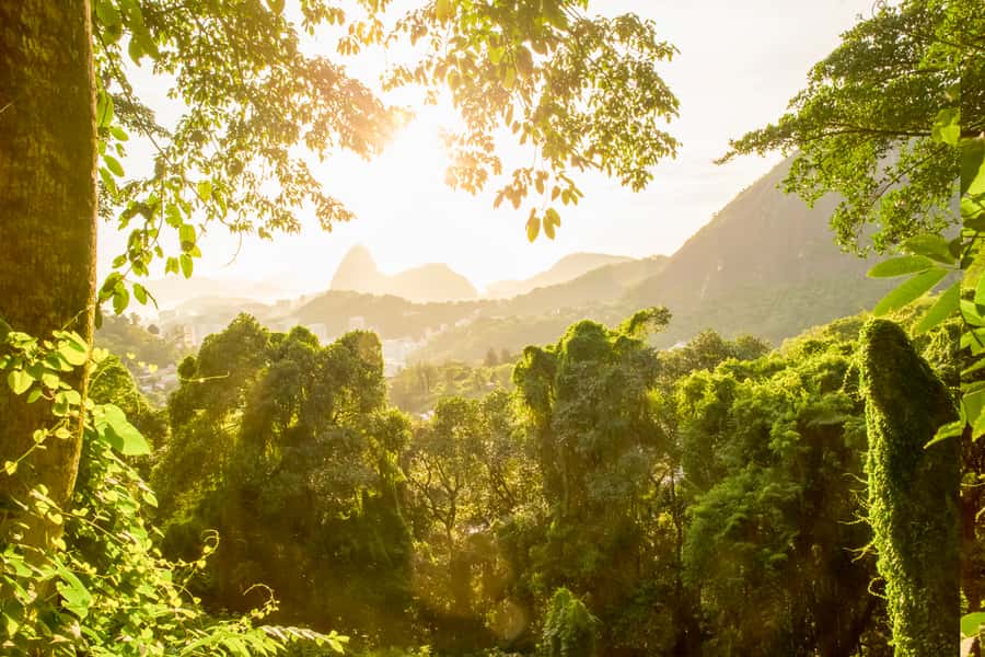Rio de Janeiro: Christ, Selaron Steps, and Tijuca Park Tour - Price and Value: What You’re Really Paying For