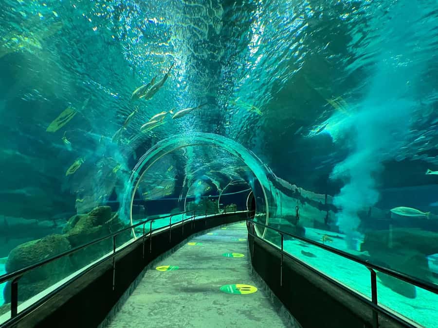 Rio de Janeiro: Marine Aquarium Entry Tickets - How long 2 hours works (and when it won’t)