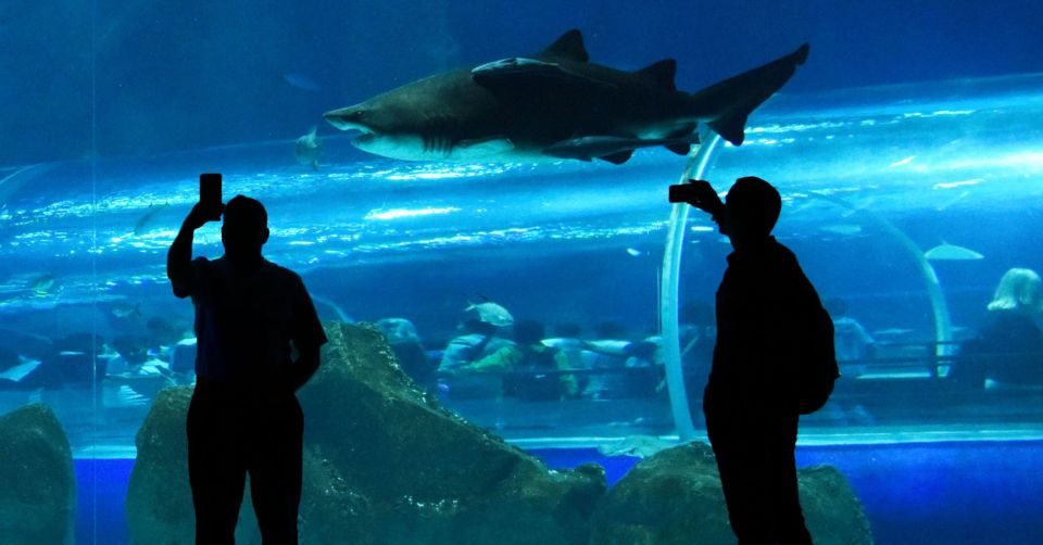 Rio de Janeiro: Marine Aquarium Entry Tickets - Getting there from Copacabana: Uber and Boulevard Olímpico stroll