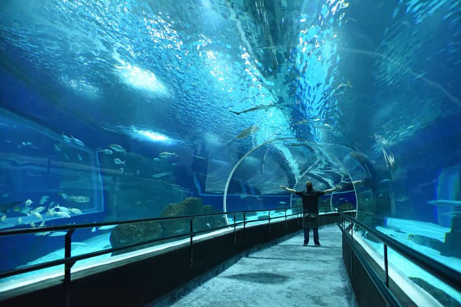 Rio de Janeiro: Marine Aquarium Entry Tickets - Ticket-only means you control the day
