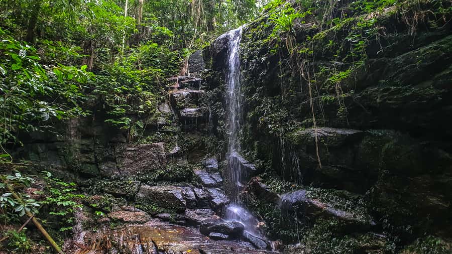 Rio de Janeiro: Tijuca Forest Waterfall of Souls Hike - Entering Tijuca National Park: rainforest theater in plain view