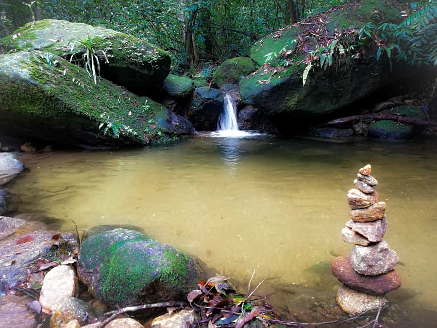 Rio de Janeiro: Tijuca Forest Waterfall of Souls Hike - Meet the forest animals: quatis, monkeys, and the quiet attention game