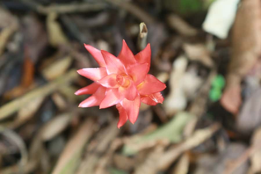 Rio de Janeiro: Tijuca Forest Waterfall of Souls Hike - The spiritual layer: Afro-Indigenous nature deities and everyday faith