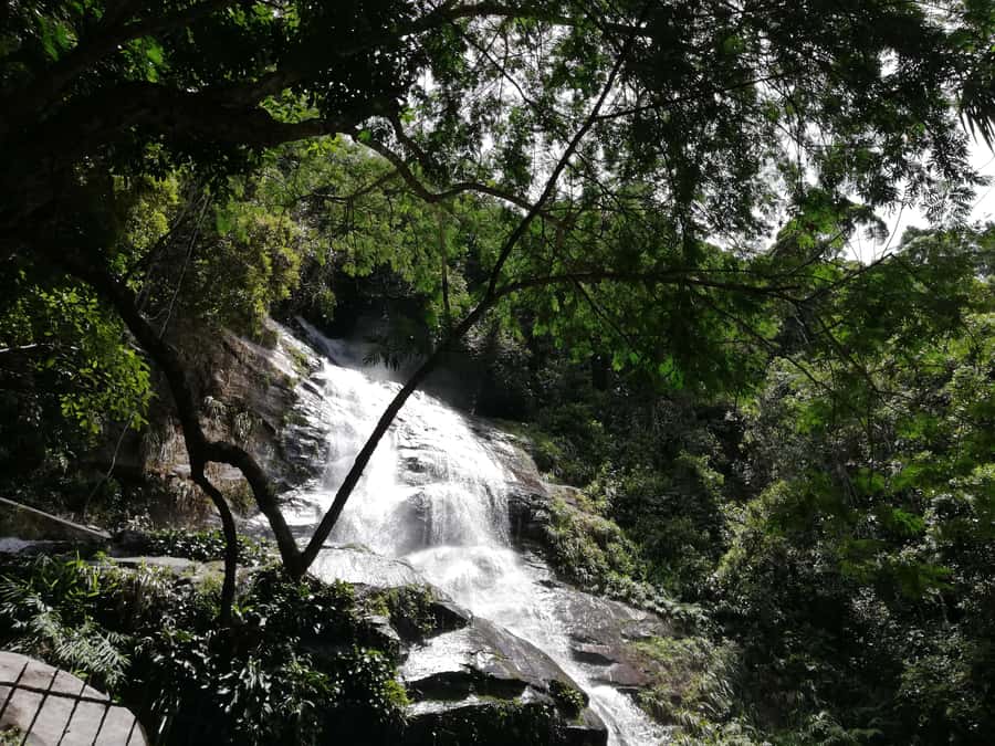 Rio de Janeiro: Tijuca Forest Waterfall of Souls Hike - Price and value: $60 for a small-group, guided healing hike