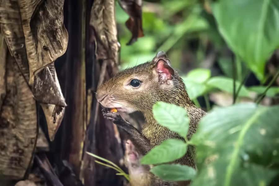 Rio de Janeiro: Tijuca National Park & Botanic Garden Tour - Tijuca National Park: an urban forest with a real mission