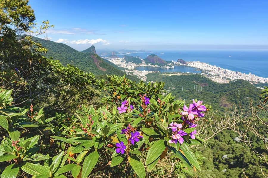 Rio de Janeiro: Tijuca National Park & Botanic Garden Tour - Mayrink Chapel and Taunay Waterfall: small stops with big payoff