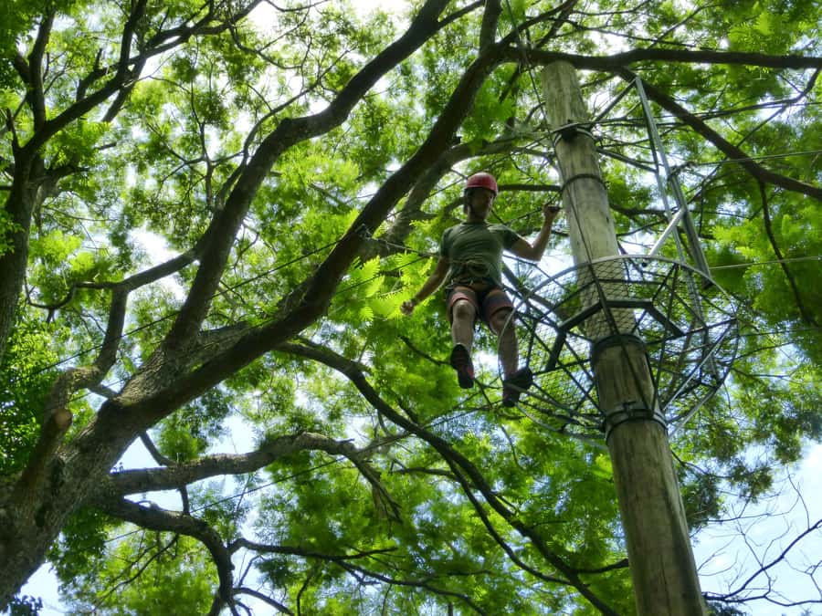 Rio de Janeiro: Zip Lining and Canopy Tree Tour - Who Should Book This Tour
