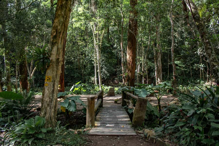 Rio: Half-Day Jeep Tour at Floresta da Tijuca - Price and value at $60 for 4 hours