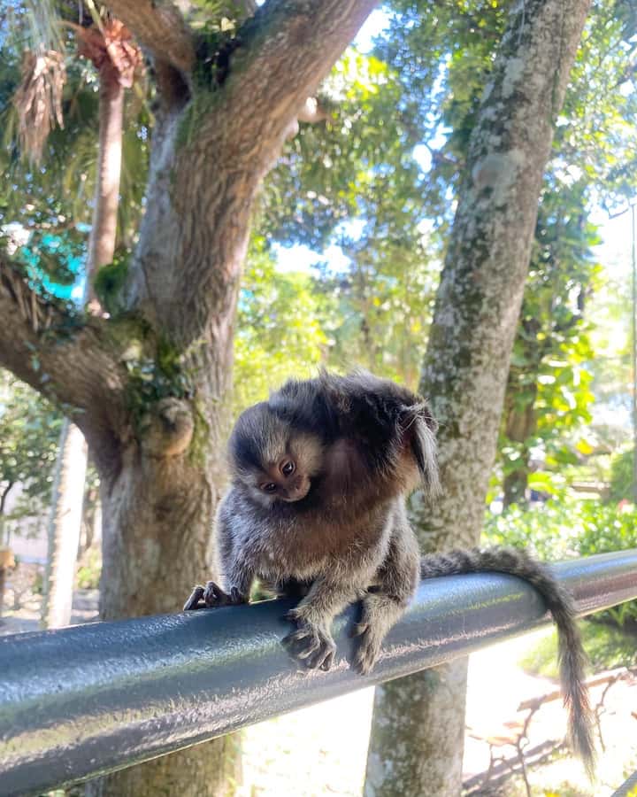 Rio Highlights: Christ, Sugarloaf, more in a Private Tour - Lunch break: choose food without turning the day into a search mission