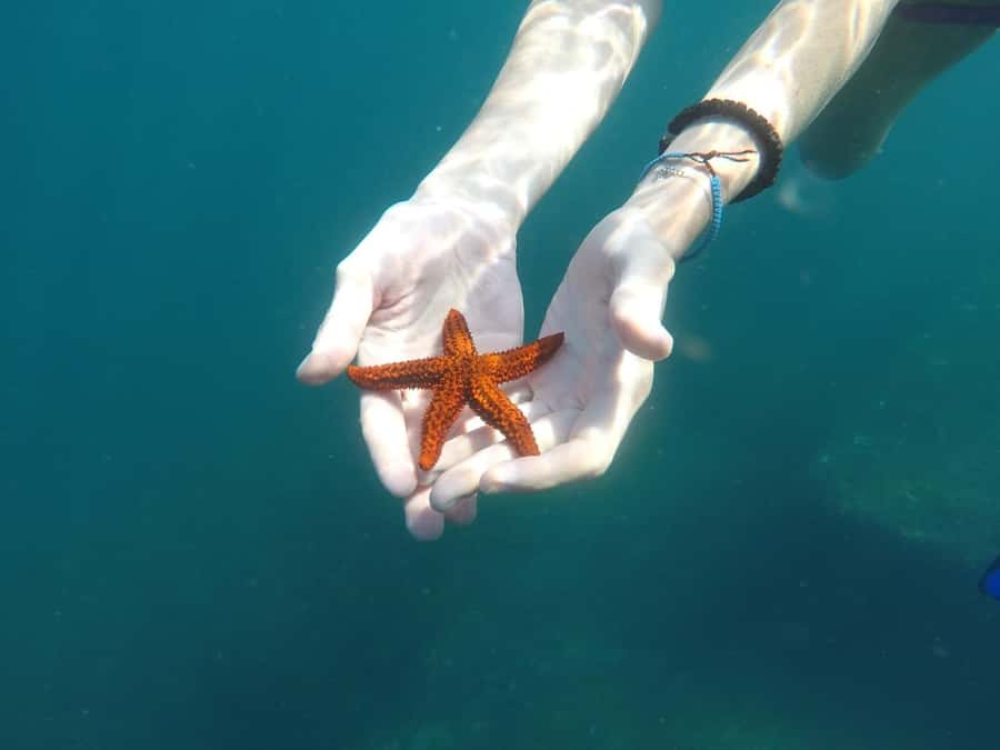 Rio: Snorkel & Swim with Turtles Tour at Tijuca Islands - Tijuca Islands snorkeling hour: sea turtles, stingrays, and fish