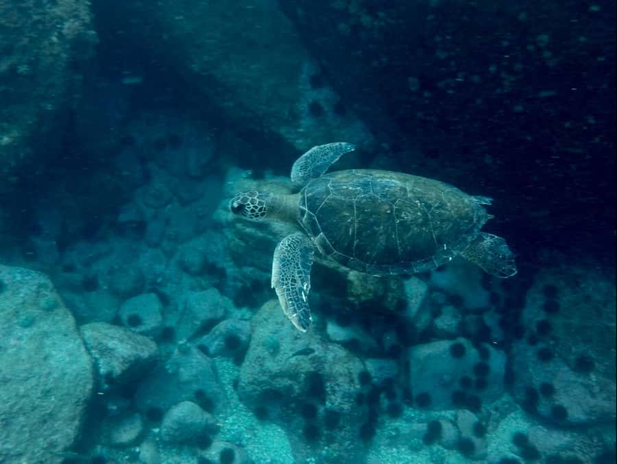 Rio: Snorkel & Swim with Turtles Tour at Tijuca Islands - Price and duration: what $100 buys you in real time