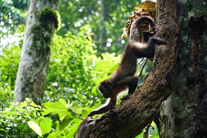 Tijuca Forest Hike - Waterfalls & Caves, Nature & Wild Life! - The Caves Trail: Belmiro, Archer, and Bats