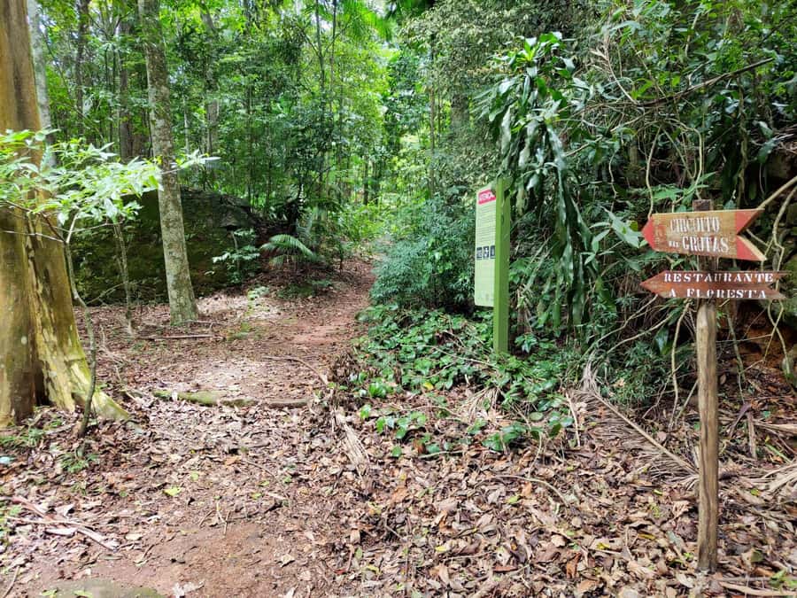 Tijuca Forest´s hike: caves, waterfalls and great views - Wildlife moments: you might see monkeys and more