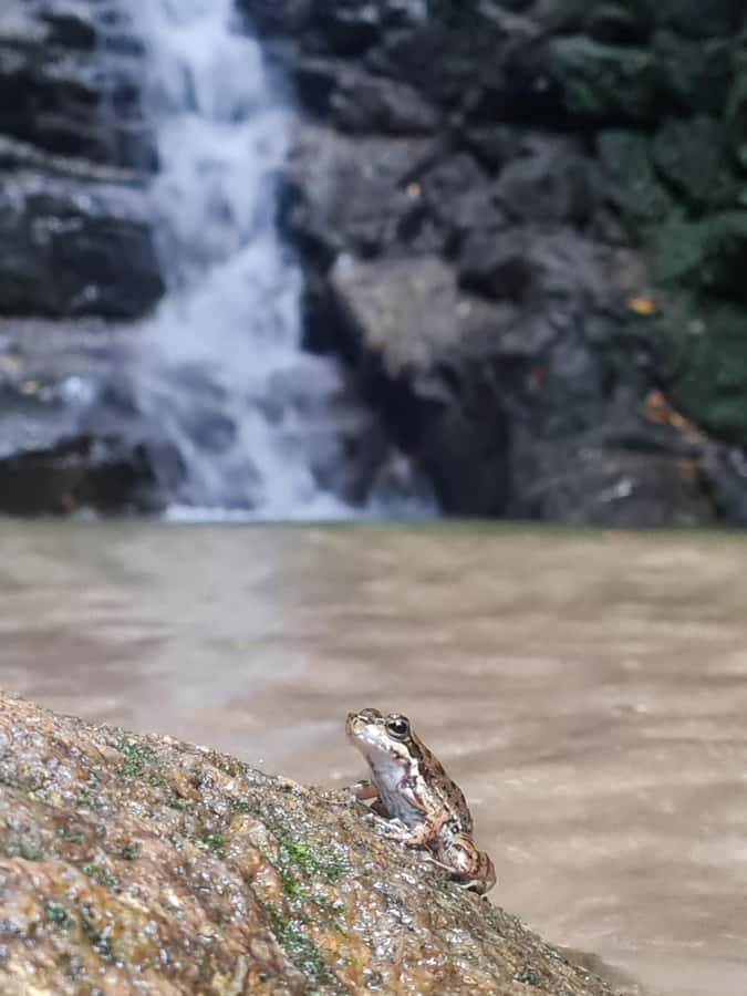 Tijuca Rain Forest - Adventure through Waterfalls & Caves - Quick photo and lookout stops: Canoas Road and Chinesa